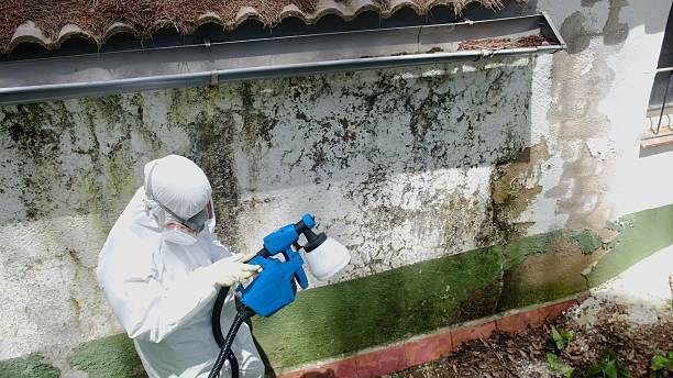 Top rated local Attic Mold Remediation specialists in Damascus, OR